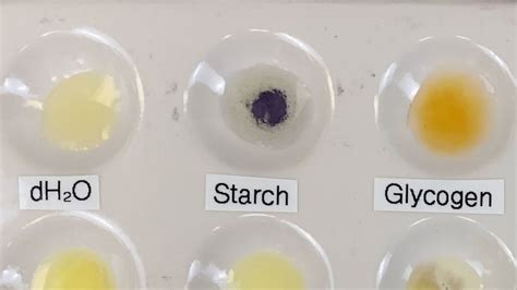 test for polysaccharides|Experiment.